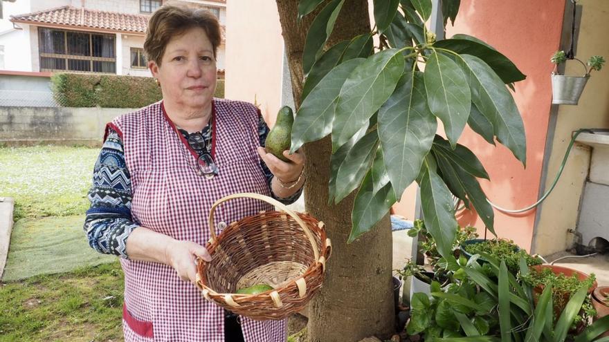 El árbol del ‘oro verde’ de Feás