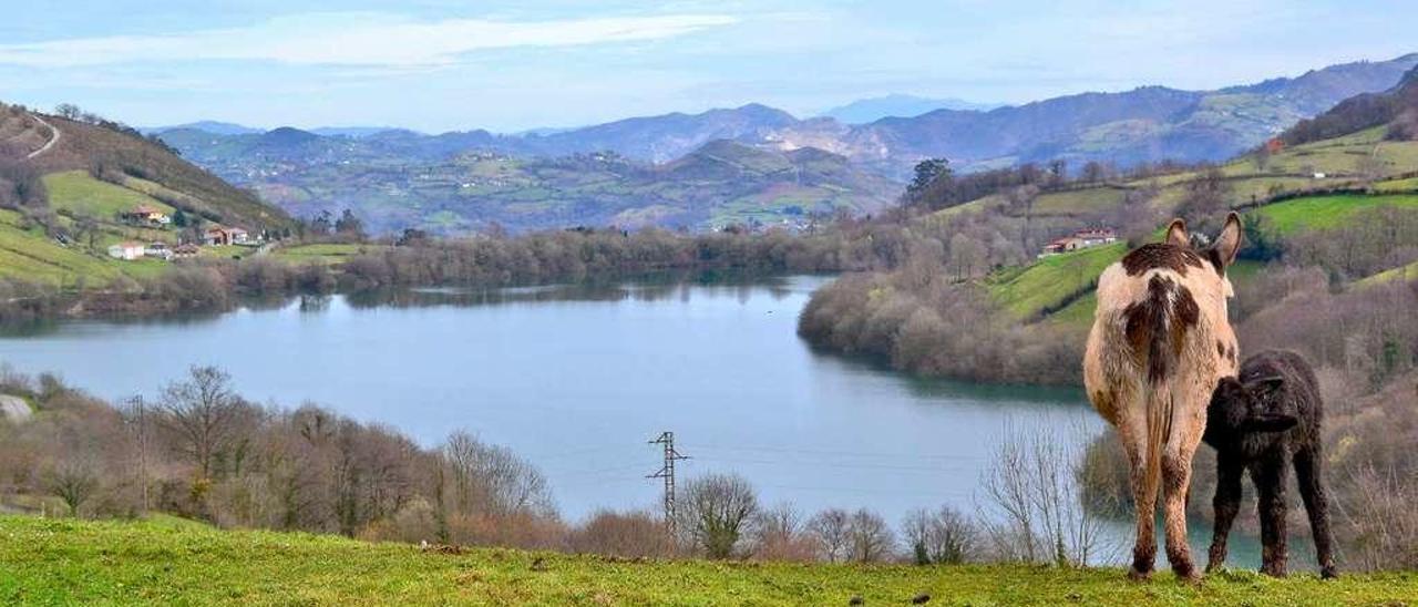 Una burrina y su cría, en un prao con vistas al embalse en las proximidades de Los Duernos.