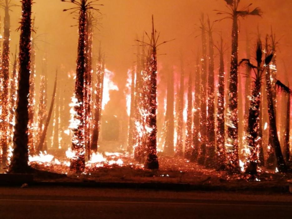 Más de 7.000 palmeras quemadas en varios incendios casi simultáneos en el Camp d''Elx