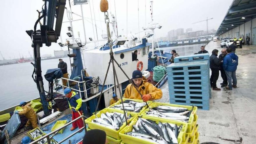 Marineros del &quot;Mar de Alba&quot; descargan cajas de pescado en el muelle coruñés con inspectores. // J. Roller