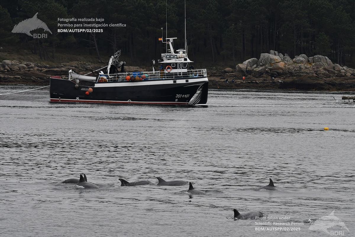 Una interaccción entre delfines y un barco del cerco.