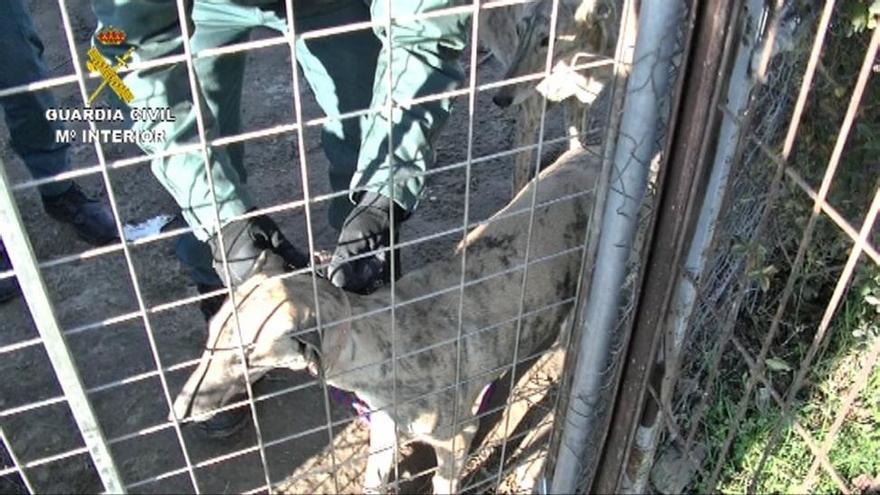 Detenidas en Cáceres tres personas acusadas de robar perros de caza