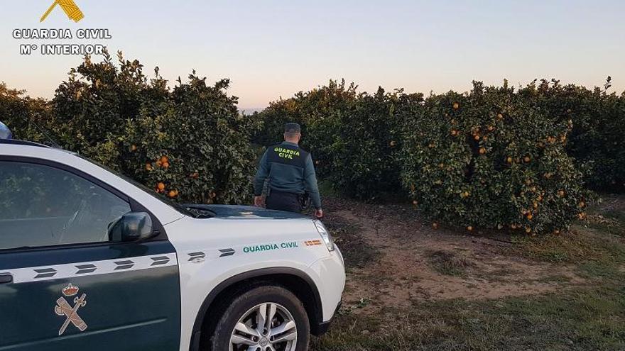 Ocho detenidos por el robo de casi 4 toneladas de naranjas en Hornachuelos