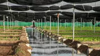 La cooperativa del Perelló que abrió mercado con la verdura china en Europa cumple 75 años