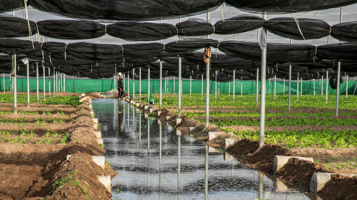 Cultivo de verduras orientales por UNIPRO en el Perelló.