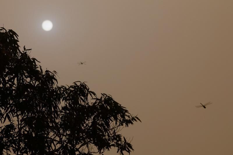 La Aldea - Agaete- Las Palmas de GC:. Incendio Tasarte y calima  | 23/02/2020 | Fotógrafo: José Carlos Guerra