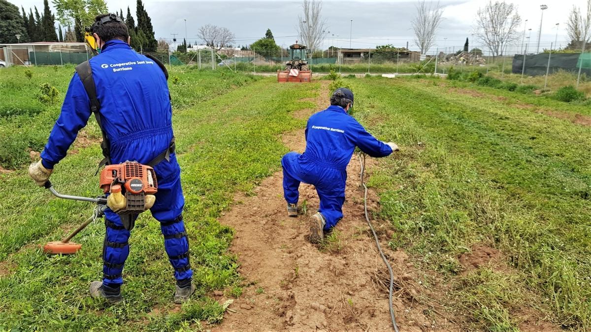 La agricultura ecológica y sostenible prioriza la labor de la Cooperativa de Burriana.