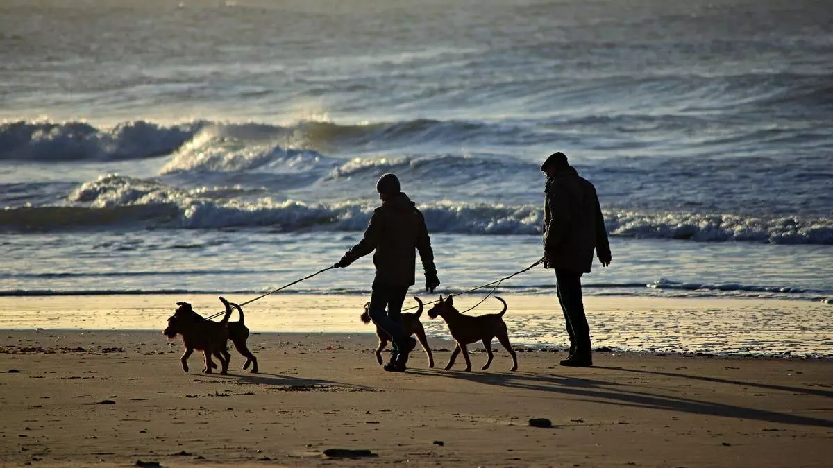 ¿Sanidad pública para las mascotas en España?: "Sería muy positivo, pero parece un ideal inalcanzable"