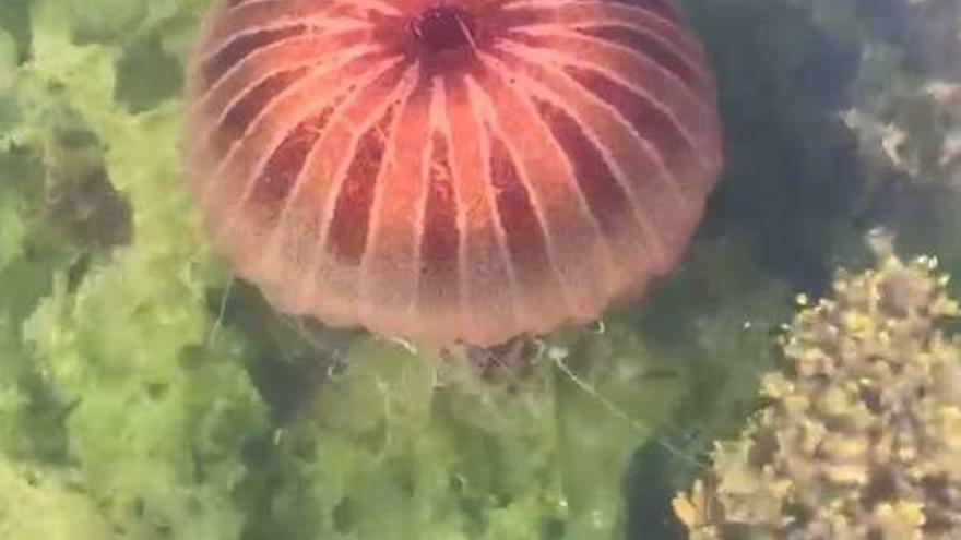 Una medusa aparecida en Domaio, Moaña, este verano.