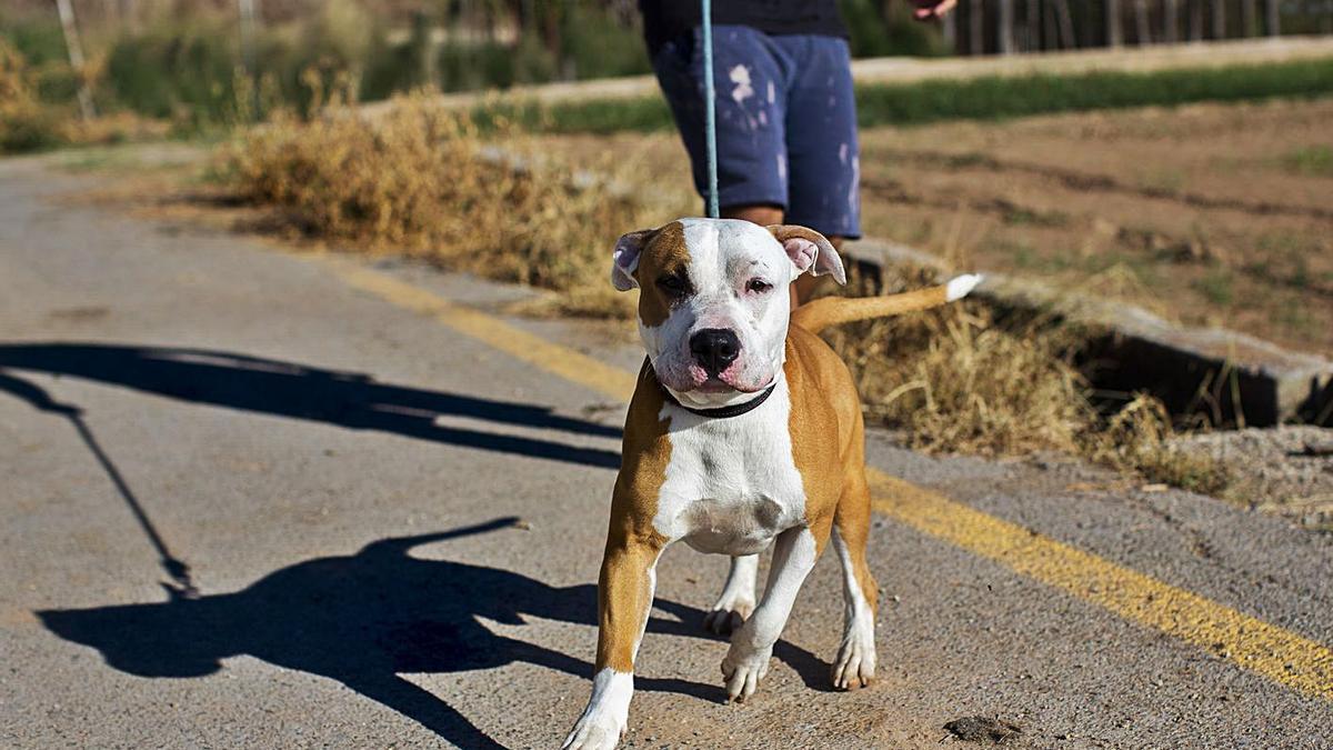 La futura ley valenciana de bienestar animal impide tratar a las mascotas como objetos. | GERMÁN CABALLERO