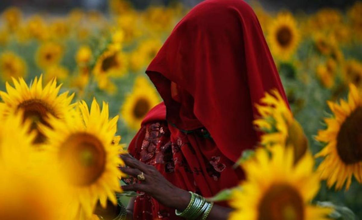 Una dona treballa aquest dilluns en un camp de gira-sols de la població de Kunwarpur, a l’Índia, on l’oli de gira-sol s’utilitza habitualment.