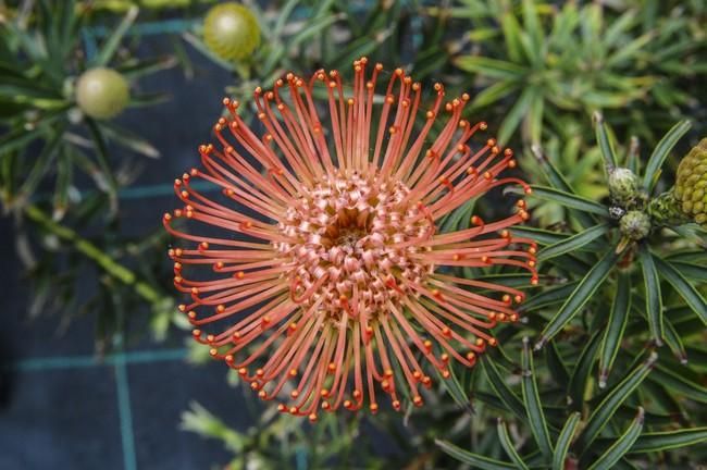 Plantación de proteas