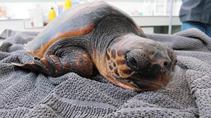 Una tortuga rescatada a la costa catalana.