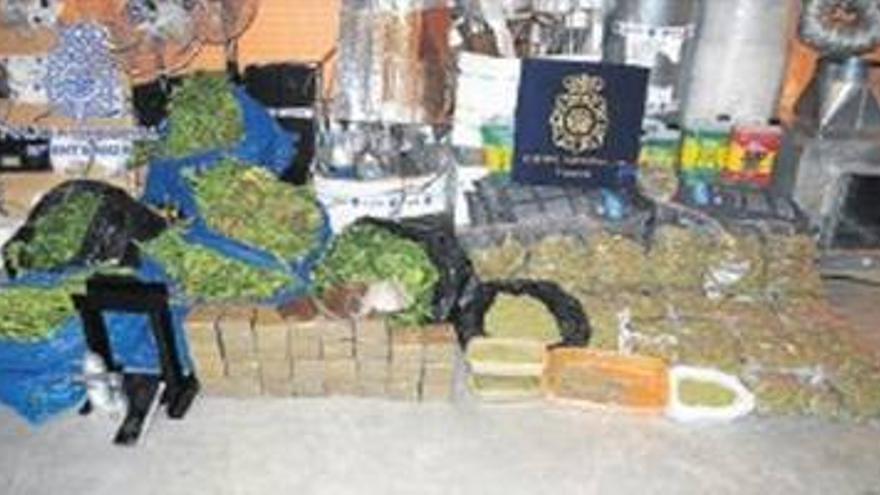 Caen por cultivar marihuana a gran escala