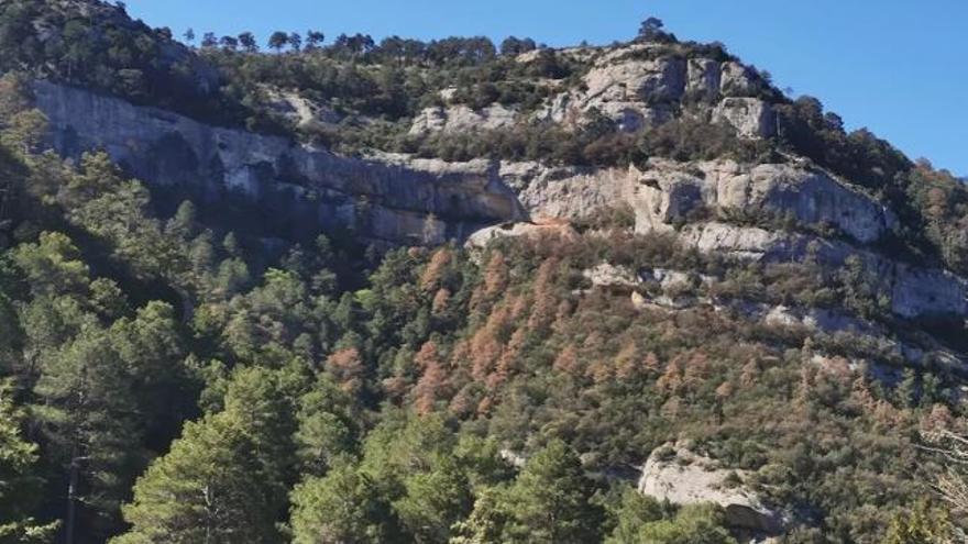 La sequera afecta més de 1.100 ha de bosc al Solsonès i gairebé 5.000 ha al Berguedà
