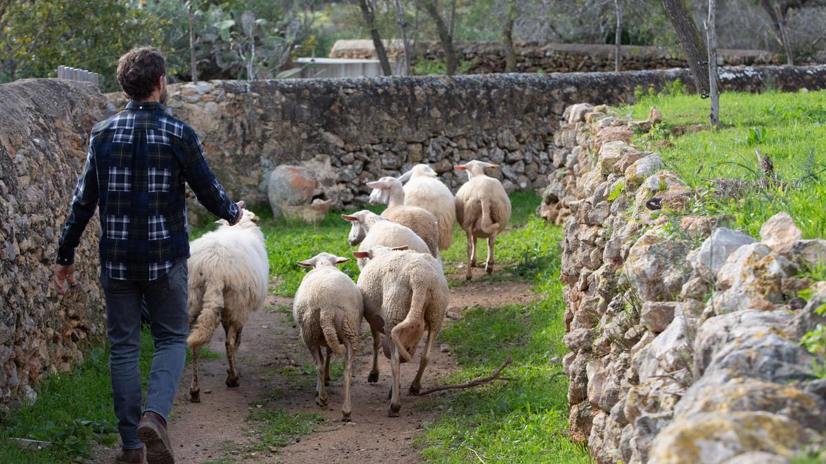 Las ovejas cuidadas cuidadas en la finca de Cas Orvais, al norte de Sant Jordi.