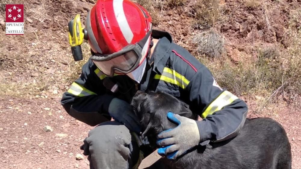 Los bomberos rescatan a un perro que cayó por un barranco en Eslida