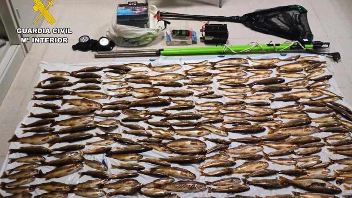 Pesca ilegal en Cangas del Narcea: pillados con más de 200 truchas en el maletero.