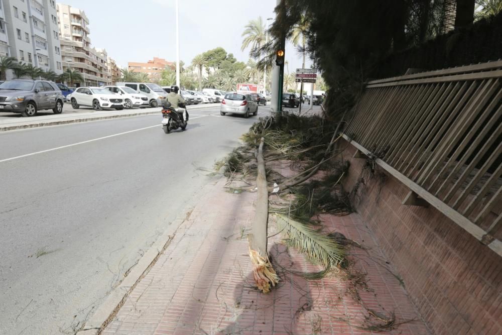 Árbol caído por el viento en la avenida de Candalix