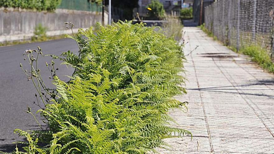 La maleza toma las aceras en el camino del cementerio | BERNABÉ/JAVIER LALÍN