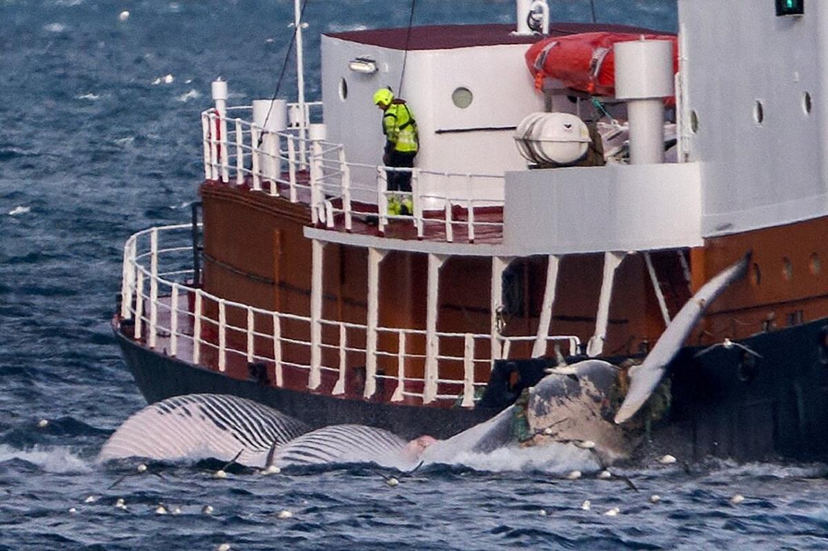 Barco cazando ballenas