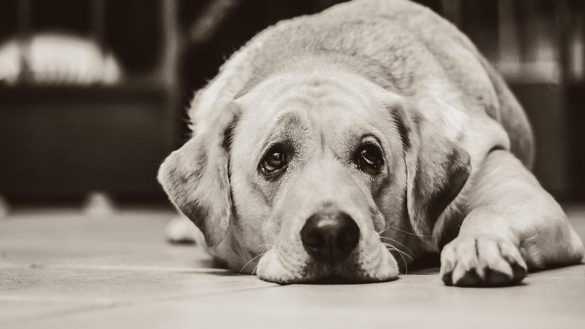 los perros lloran cuando tienen miedo