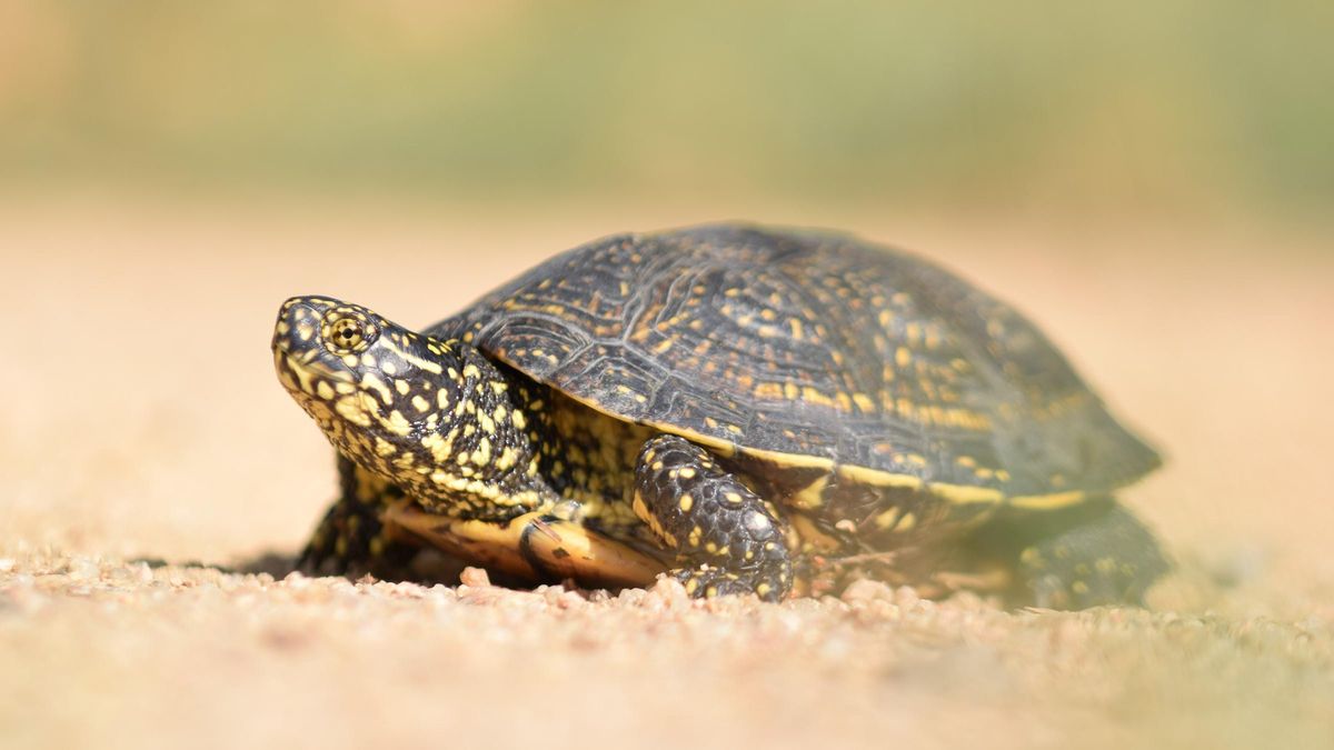 Un exemplar de tortuga d'estany