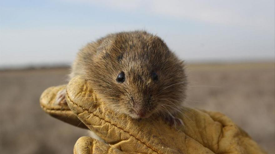 Los ecologistas critican el uso de venenos contra la plaga de topillos en Castilla y León