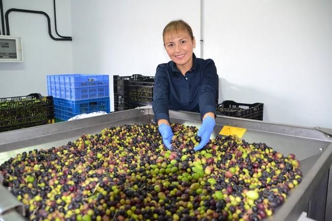 'Caserío de Temisas' recolecta 6.000 kilos de aceituna para elaborar aceite de oliva