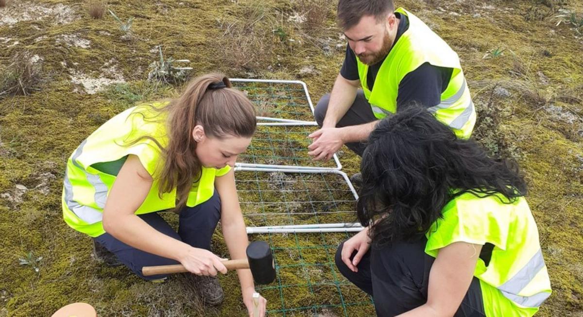 Trabajos de plantación de semillas de la especie Iberodes littoralis en el parque natural de Corrubedo / xunta