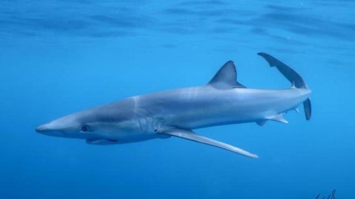 Un tiburón.