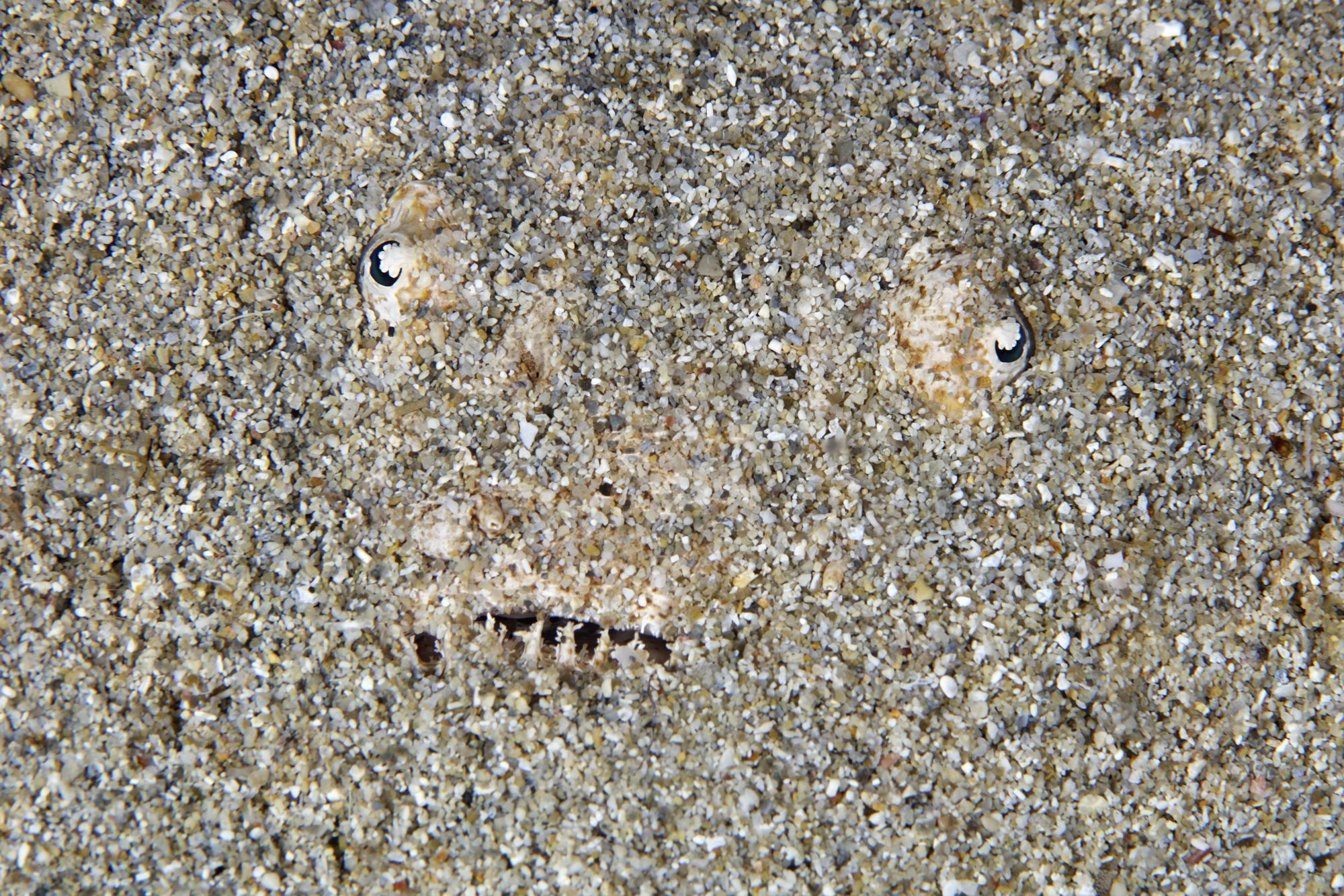 Detalle de un pez araña enterrado en Cala Carbó (Ibiza).