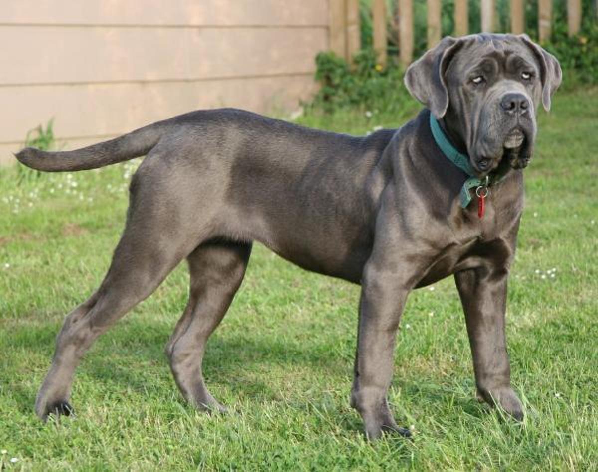Top 3. Raza de perro Mastín Napolitano