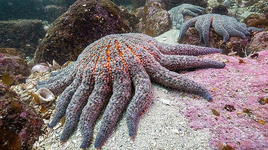 Miles de millones de estrellas de mar están muriendo: así es la mayor epidemia marina