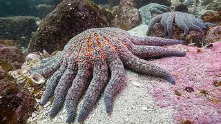 Miles de millones de estrellas de mar están muriendo: así es la mayor epidemia marina