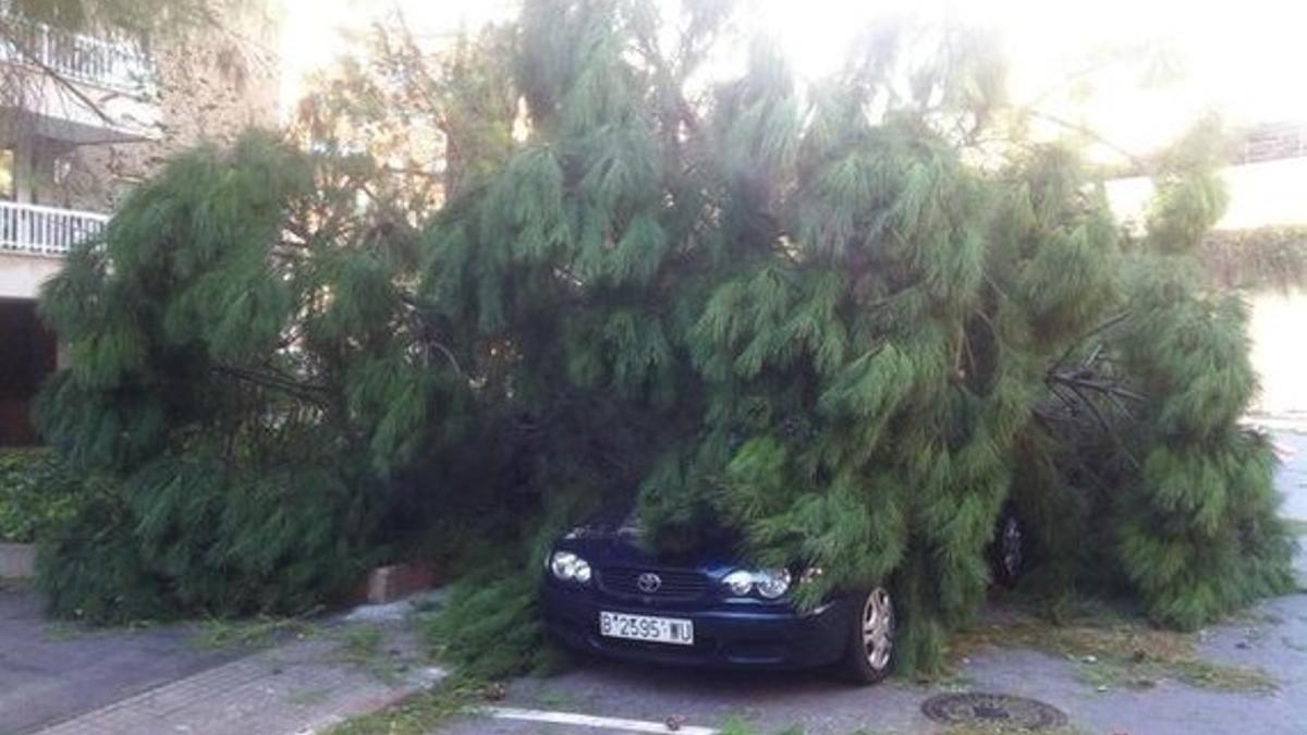 Un coche bajo un árbol caído