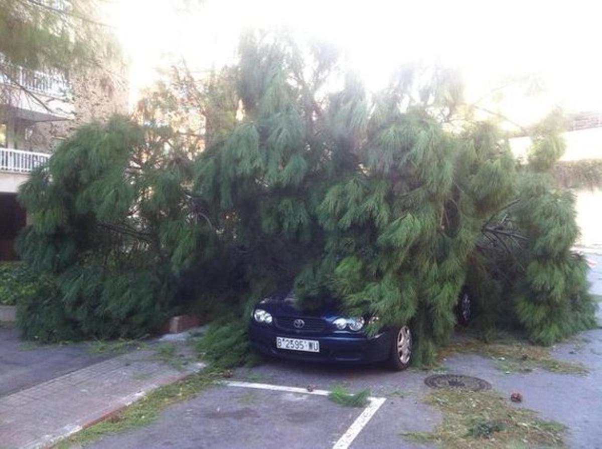 Un cotxe ha quedat cobert per un arbre caigut a Terrassa.