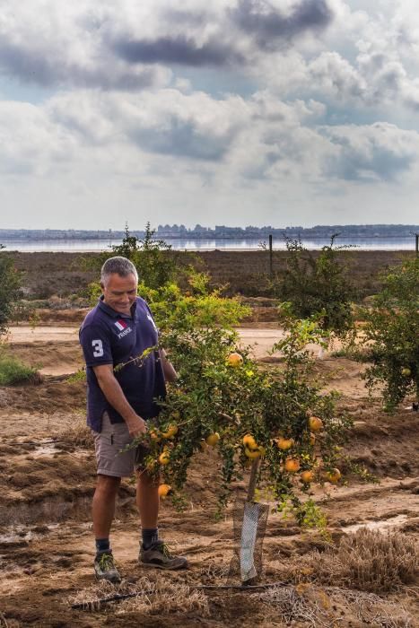 Una familia de agricultores de Elche escoge suelos torrevejenses para cultivar el fruto con denominación de origen