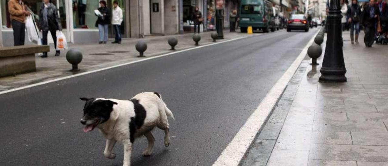 Imagen de archivo de un perro vagando por una céntrica calle de A Estrada. // Bernabé/Luismy