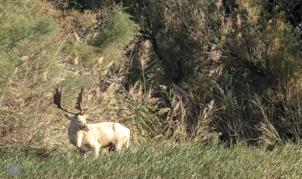 La daina blanca dels Aiguamolls de l'Empordà