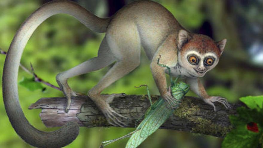 Hallan el fósil del esqueleto del primate más antiguo