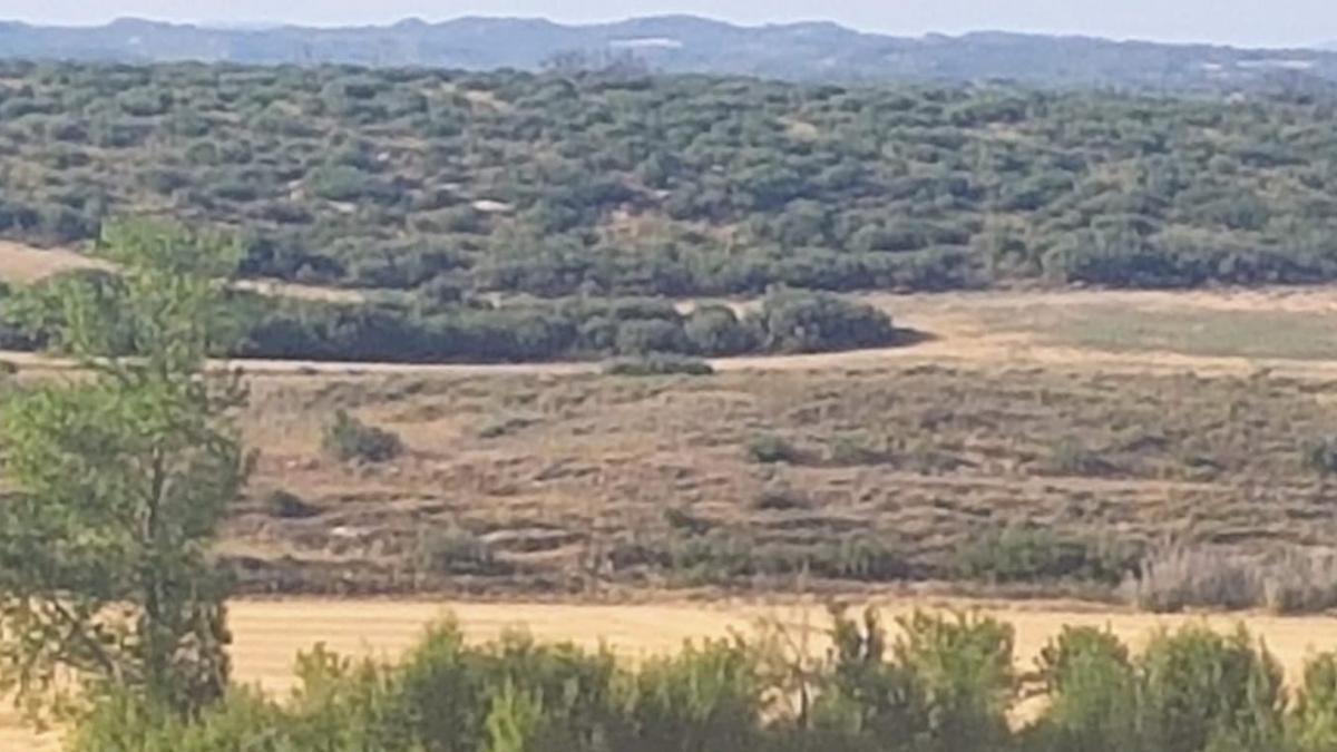 Las carrascas vuelven a reverdecer el paisaje en el término de Farasdués.