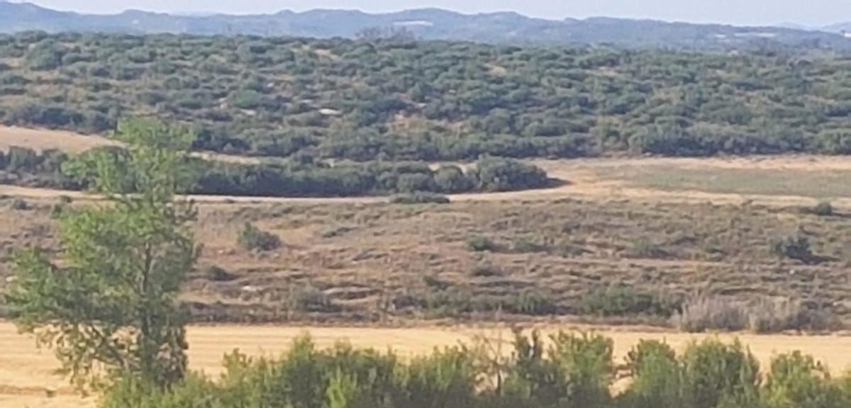 Las carrascas vuelven a reverdecer el paisaje en el término de Farasdués.