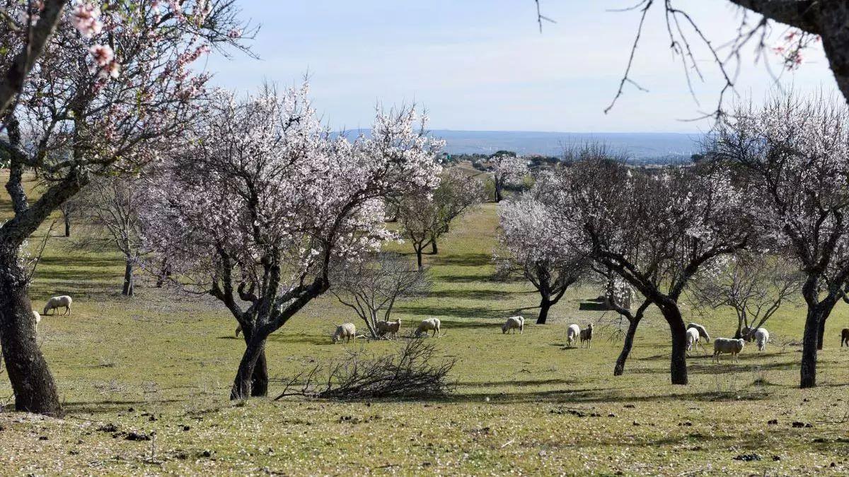 El tiempo en Extremadura: regresa la niebla, continúa la lluvia y con máximas de 20 grados