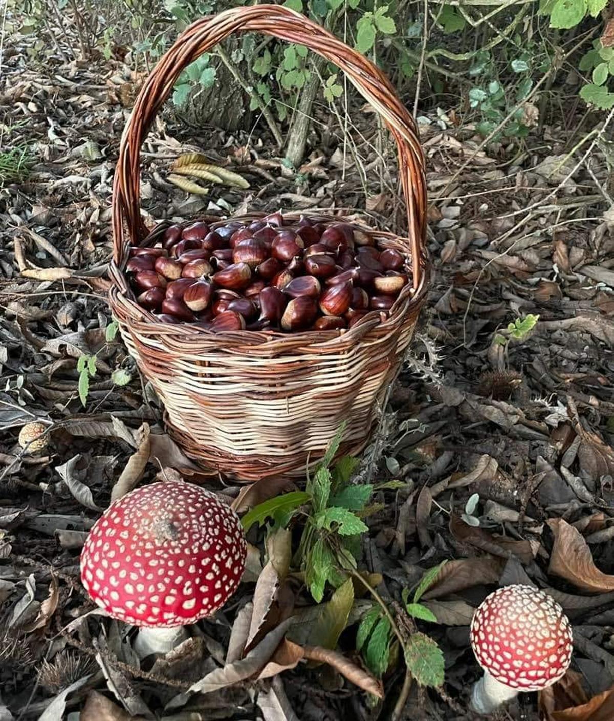Castañas alistanas recién recolectadas