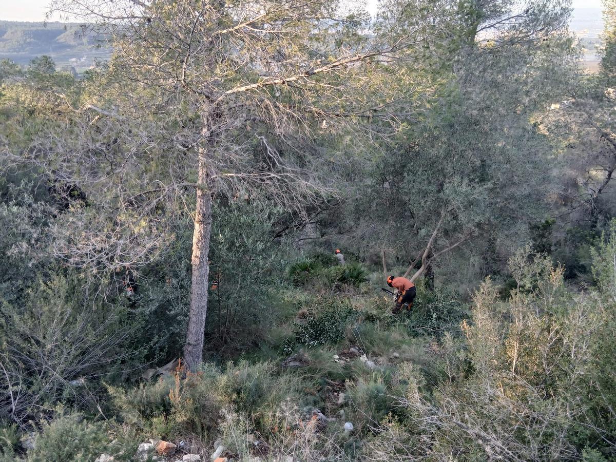 Trabajos para reducir la vegetación en el borde de la urbanización El Respirall.