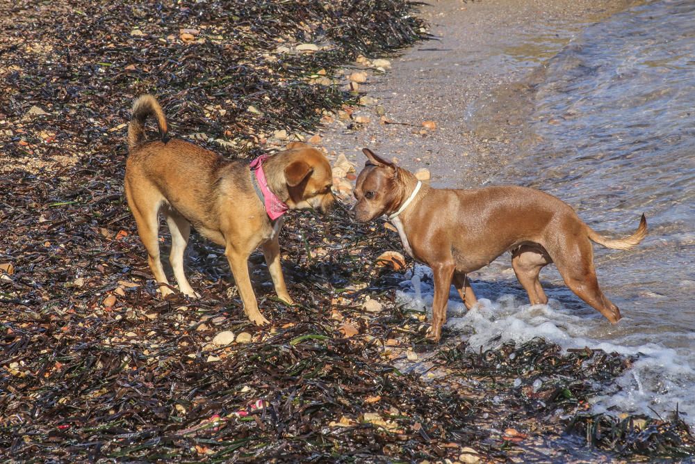 Docenas de usuarios de las playas acompañados de sus perros acudieron a Punta Margallo a pedir respeto y civismo en estos tramos litorales tras los "actos de sabotaje" de las señalizaciones