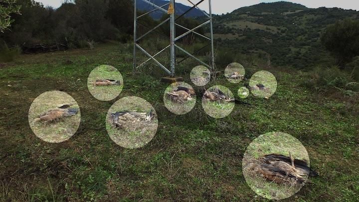 Encuentran 10 buitres muertos bajo un poste de alta tensión en Casares