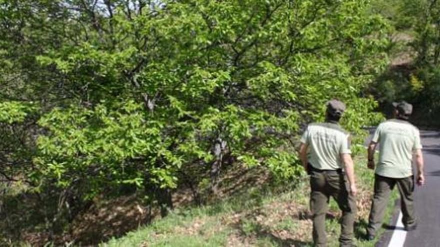 Agentes forestales examinan un castaño en el Valle del Genal.