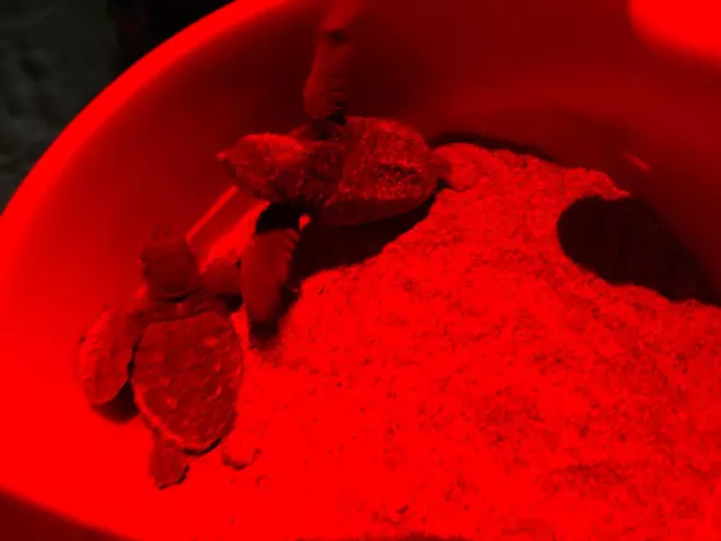 Así ha sido el nacimiento de 98 tortugas en una playa de Dénia